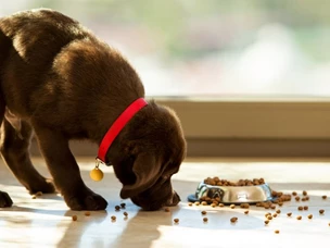 Melhor ração para cães