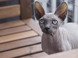 Gato Sphynx