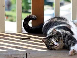 gato american shorthair