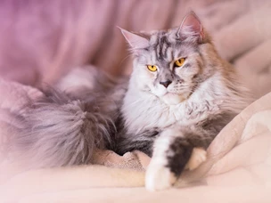 gato maine coon