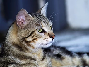 Gato Europeu