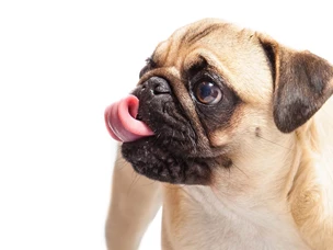 Pug