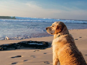 cão na praia a olhar para o mar